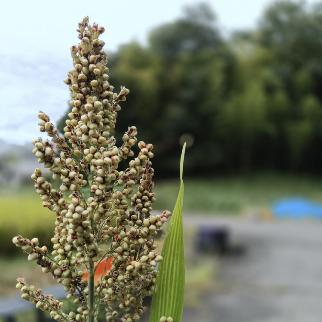 Mutter×アメリカ穀物バイオプロダクツ協会